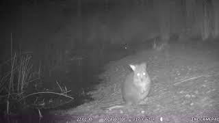 Pademelon Dinner time down at the dam and a tiny pademelon looks lonely [upl. by Yseulta]