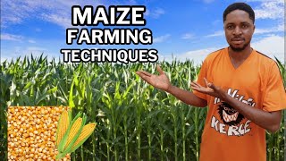 Maize farming Techniques [upl. by Kwok]