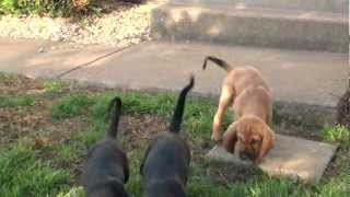 Bloodhound puppies Time to come out and play [upl. by Sirrad]