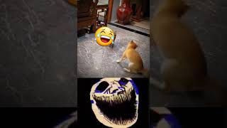 Mr trouble dog vs angry cat funny 😁😁😂😂🤣SUBSCRIBE [upl. by Drol404]