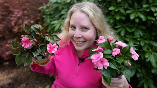 SunPatiens vs New Guinea Impatiens [upl. by Cynthia]