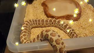 FEEDING HOGNOSE COLLECTION  BIG NEWS [upl. by Iiette368]