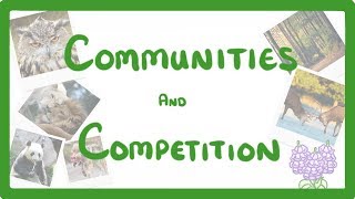 GCSE Biology  Interdependence  Community and Competition 84 [upl. by Jacquenetta]