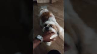 Most Danger Dog Playing With Brave Groomer Prince🤴✂️viralviralvideos viralvideoviralshorts [upl. by Inwat]