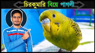 পিকাচুকে কেন জোড়া দিতে পারিনি 🔥 Jactok পাখি ভাইয়া [upl. by Aliak]