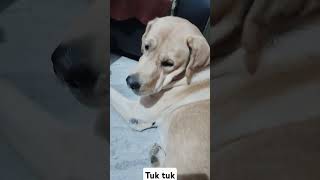 Tuk tuk music lyrics love doglover labrodar newmusicrelease labrador [upl. by Ahsia16]