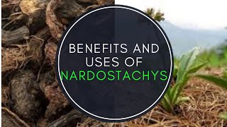 Benefits And Uses Of Nardostachys Jatamansi [upl. by Liag393]