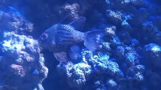 Pajama Cardinalfish Sphaeramia nematoptera [upl. by Ydnys]