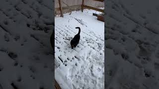 Amazing cat enjoy snow day in the USA🇺🇲 [upl. by Nhguahs]