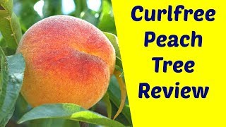 Oregon Curlfree Peach Trees Resistant to Peach Leaf Curl Productive and Delicious  Variety Review [upl. by Cnahc]