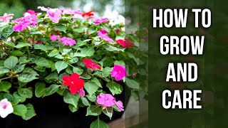 Impatiens – How to grow and care for it [upl. by Margarethe]