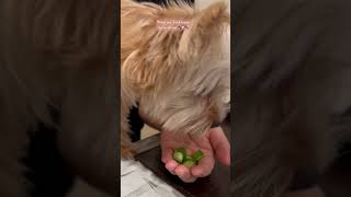 What my Yorkiepoo loves to eat puppy yorkiepoo dog yorkie reels doglife dogfood shorts yt [upl. by Gasperoni]