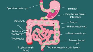 Life cycle of Entamoeba histolytica Notes  parasitology  Basic Science Series [upl. by Mook]