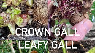 Dahlia Gall Crown gall and leafy gall and the difference between them [upl. by Lorin]