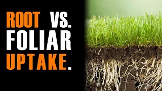 Speculations on Root vs Foliar Nitrogen Uptake [upl. by Ahselyt]