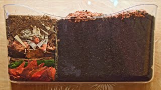 Red Wiggler Worms Horizontal Migration TimeLapse Days 035 FULL  vermicomposting [upl. by Ahsiral839]