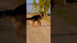 German shepherd dog 😈🔥dog lover snl digital short gsd shorts doglover viralshort [upl. by Sammer543]