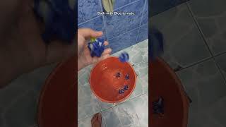 Bath with Blue ternate short shorts shortsvideo herbalmedicine familyvlog [upl. by Retswerb574]