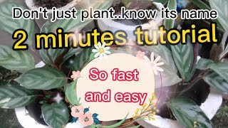 How to Identify Plants Free and Easy [upl. by Layney316]