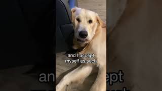 All I heard was beautiful Golden retriever diary entry goldenretriever funnydogs [upl. by Thane8]