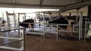 AfiMilk Sort System  Waikato SA Installation [upl. by Naimed]