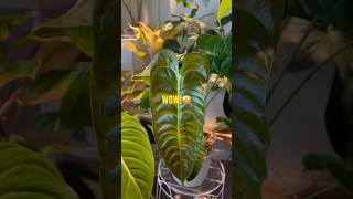 Philodendrons Anthuriums PHILODENDRONS houseplants plants philodendron [upl. by Niloc]