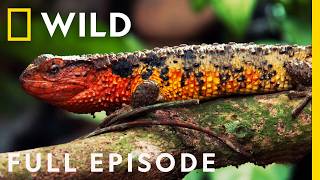 Wild Vietnam Pangolins Primates and the Land of Mountain Forests Full Episode  Nat Geo Wild [upl. by Giardap]