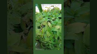 How to clean☘️Callisia☘️aagave havardiana country plantgardengoals shortsvideos viralvideo [upl. by Davilman]