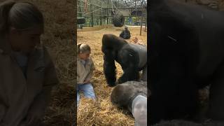 Kifu is SO greedy but so smart animals wildlife gorilla viral trending [upl. by Aikaj467]