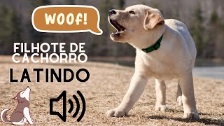 FILHOTE de CACHORRO CHORANDO  SOM DE FILHOTE DE CACHORRO LATINDO [upl. by Simpson]