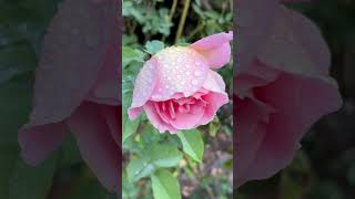 Morning dew on pink rose [upl. by Deedahs]