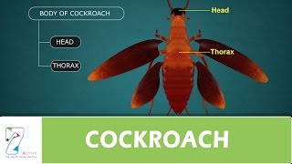 COCKROACH [upl. by Arlena]