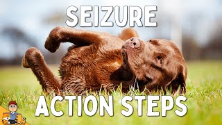 What to Do When Your Dog has a Seizure [upl. by Kohler]