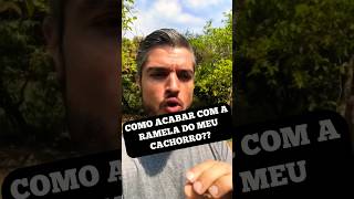 MELHOR COLÍRIO PARA CACHORRO COM OLHO REMELANDO MUITA SECREÇÃO NOS OLHOS FECHADOS FICANDO CEGO [upl. by Adnak]