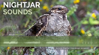 Eurasian Nightjar Call amp Sounds [upl. by Ettebab989]