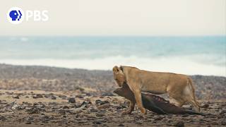 Extraordinary Lion Behavior Caught on Camera [upl. by Akayas648]