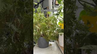 Citronella Repot shorts indoorplants garden propagation houseplants plants plantcare [upl. by Ytsur138]