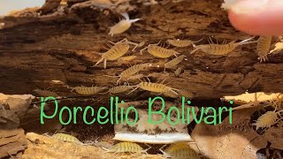 Isopod Care Guide  Porcellio Bolivari [upl. by Montagu192]