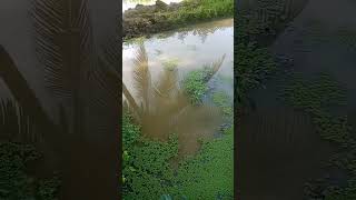 Azolla Farming 1 month [upl. by Rai847]