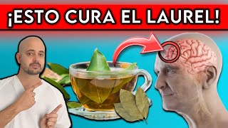 9 ENFERMEDADES que se CURAN con TÉ de LAUREL  ¿Cómo debes CONSUMIRLO [upl. by Clinton87]