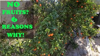 6 Reasons WHY Your Citrus Is NOT Fruiting [upl. by Falcone172]