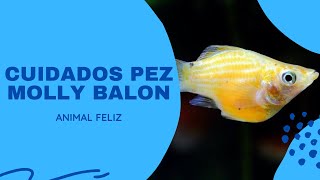 ▶️ CUIDADOS DEL PEZ MOLLY BALÓN 2024 ✅ CONSEJOS PARA EL CORRECTO CUIDADO Y TRATAMIENTO PECES MOLLY [upl. by Aliet]