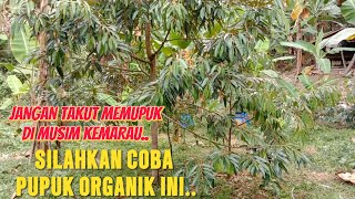 PUPUK DURIAN TERAMAN DI MUSIM KEMARAU [upl. by Ainala]