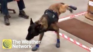 Police dog cant get used to his new winter booties [upl. by Rases]