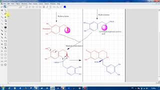 Biosynthetic pathway of isoquinoline alkaloid تابع للمحاضرة الخامسة [upl. by Frayne]