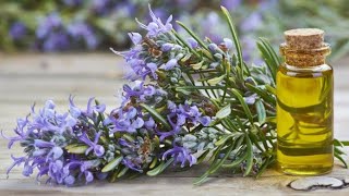 DIY Rosemary Oil At Home For Hair And SkinFast Method [upl. by Brecher]