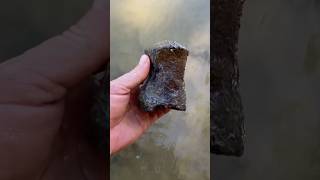 MOSASAUR Vertebrae Fossil Hunting Discovery in Texas River  DINOSAUR BONE fossils [upl. by Ohploda161]