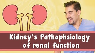 Kidneys Pathophysiology of renal function [upl. by Nolaj]