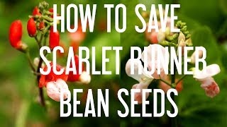 How to Save Scarlet Runner Bean Seeds [upl. by Bucella220]