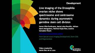 Live imaging of the Drosophila ovarian niche during asymmetric germline stem cell division [upl. by Belmonte]